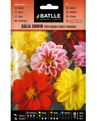 Dalia Unwin Semi Enana Doble Variada