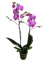 Orquidea Phalaenopsis Híbrida 2 tallos