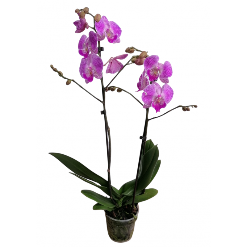 Orquídea Natural - Phalaenopsis - Maceta 12cm. - Altura aprox