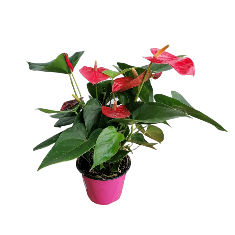 Anthurium - Anturio M14