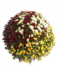 Crisantemo Bola Tricolor T21