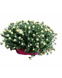 Crisantemo Jardinera 20cm Blanco