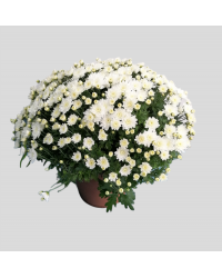 Crisantemo Bola 5L Blanco