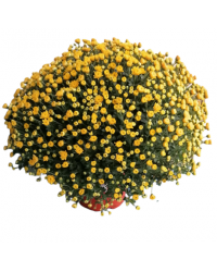 Crisantemo Bola 3L Amarillo